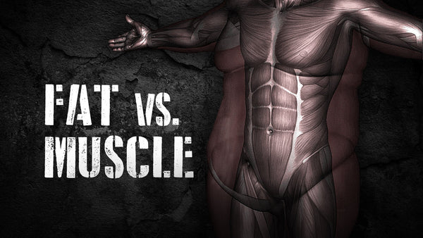 Can Fat Really Turn Into Muscle?