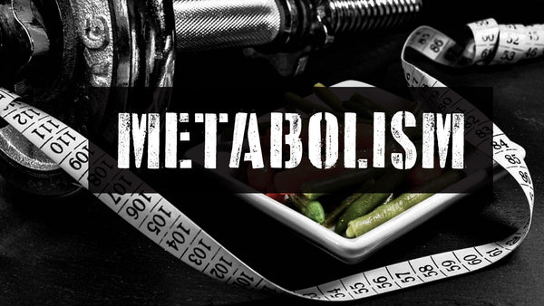 How The Metabolism Works - Part 1 - 5% Nutrition